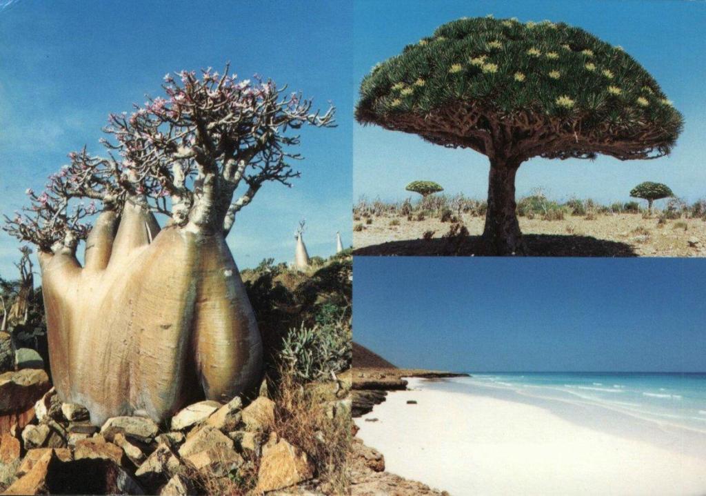 Insula Socotra, cele mai stranii locuri de pe planeta