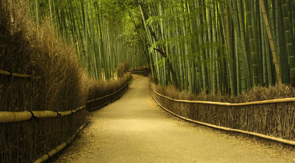 padure de bambus in Japonia