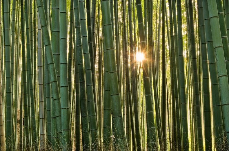 padure de bambus in Japonia