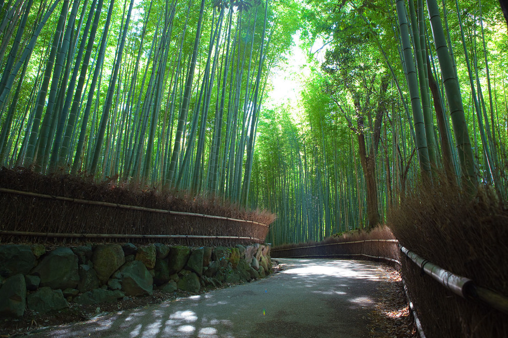 padure de bambus in Japonia