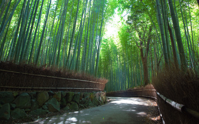 padure de bambus in Japonia