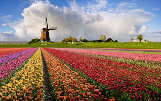 Keukenhof lalele